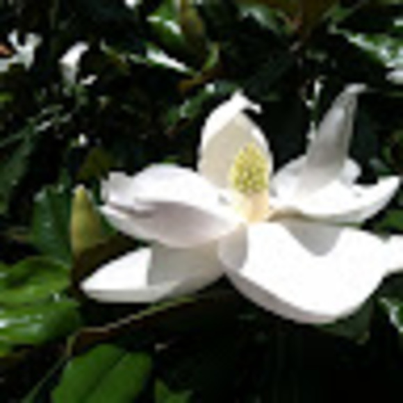 Meet your Posher, Cynthia - Picture 1 of 1